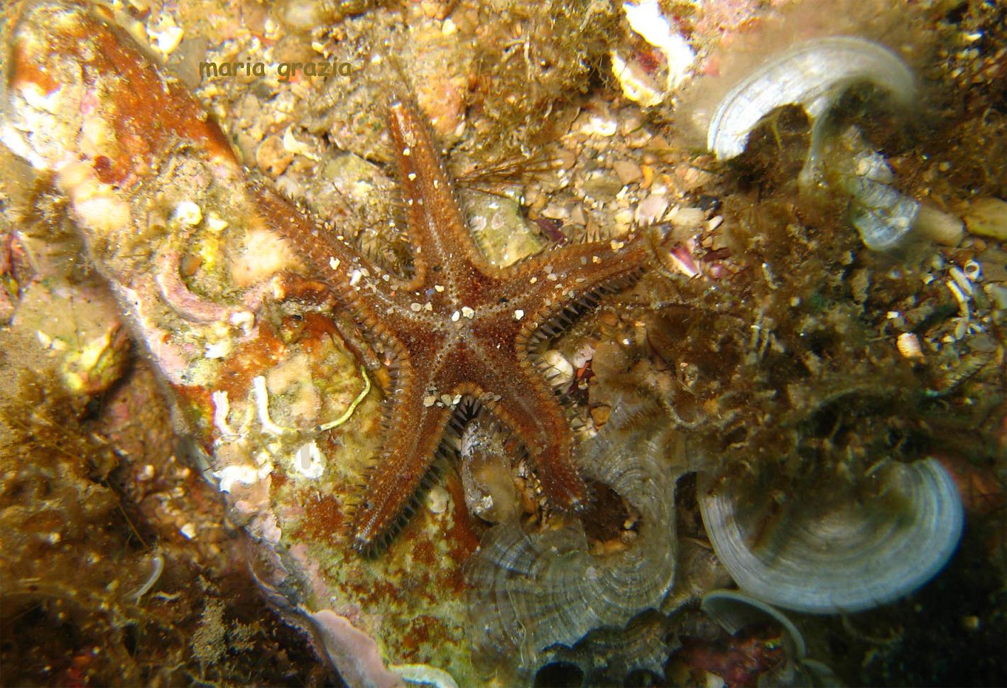 Astropecten spinulosus (Philippi, 1837)